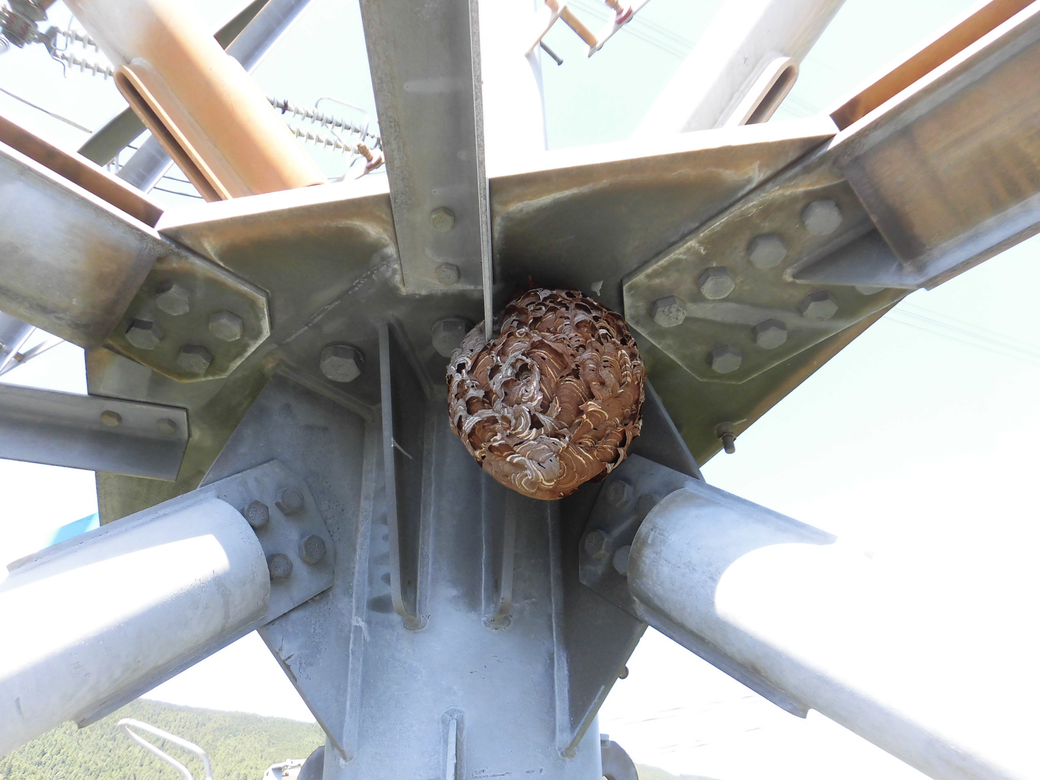 送電鉄塔に作られたスズメ蜂の巣です。