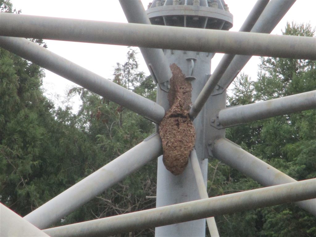 500ＫＶ送電鉄塔脚部に作られた巣です。除去前に離れた位置から専用殺虫剤を噴射します